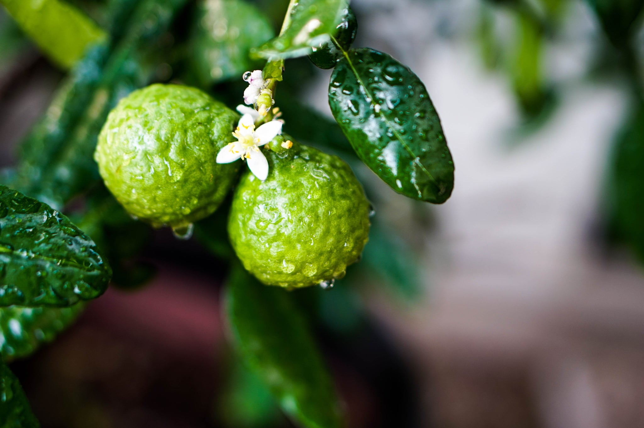 The Benefits of Bergamot Oil