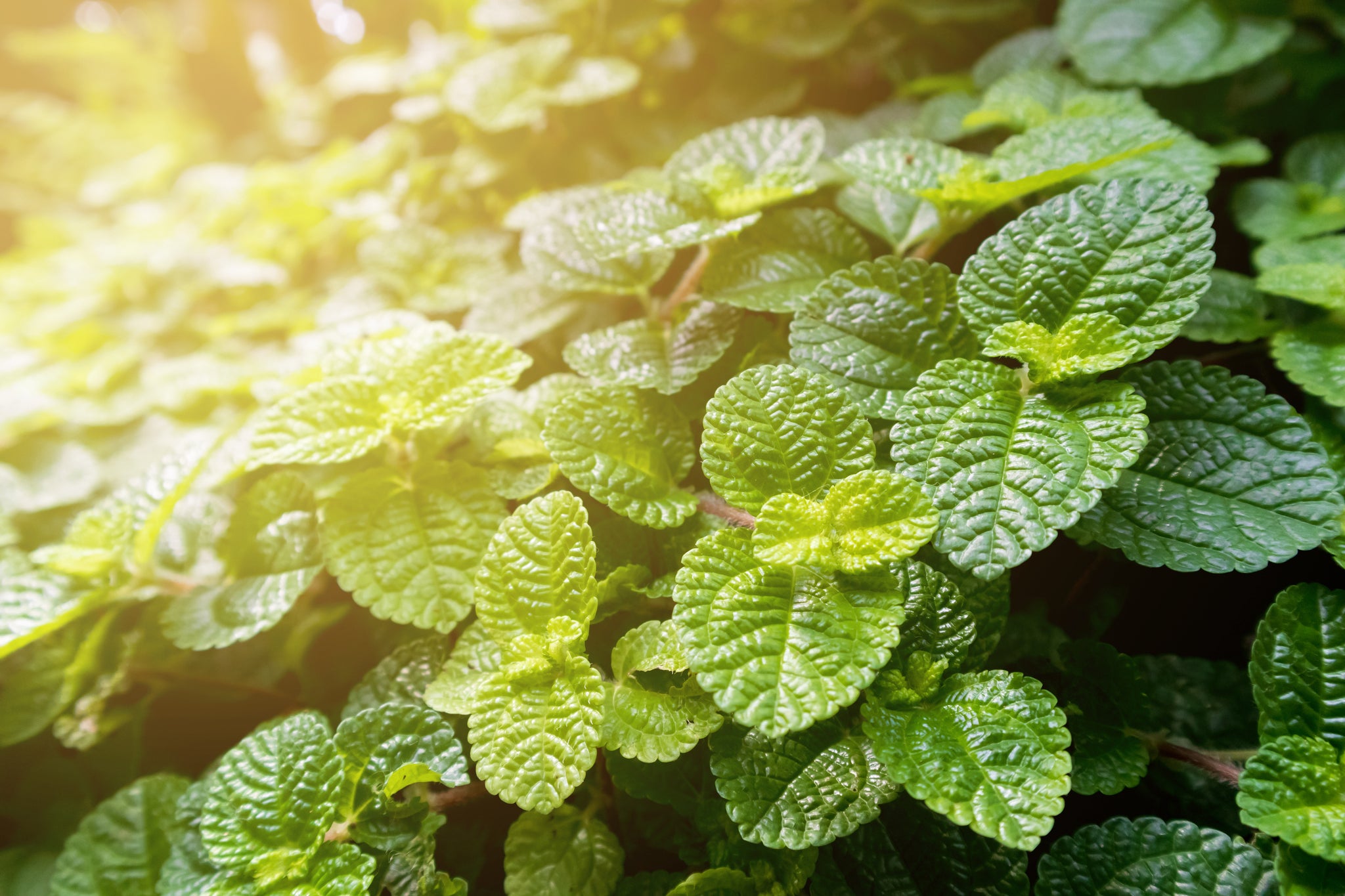 The Benefits of Peppermint Oil