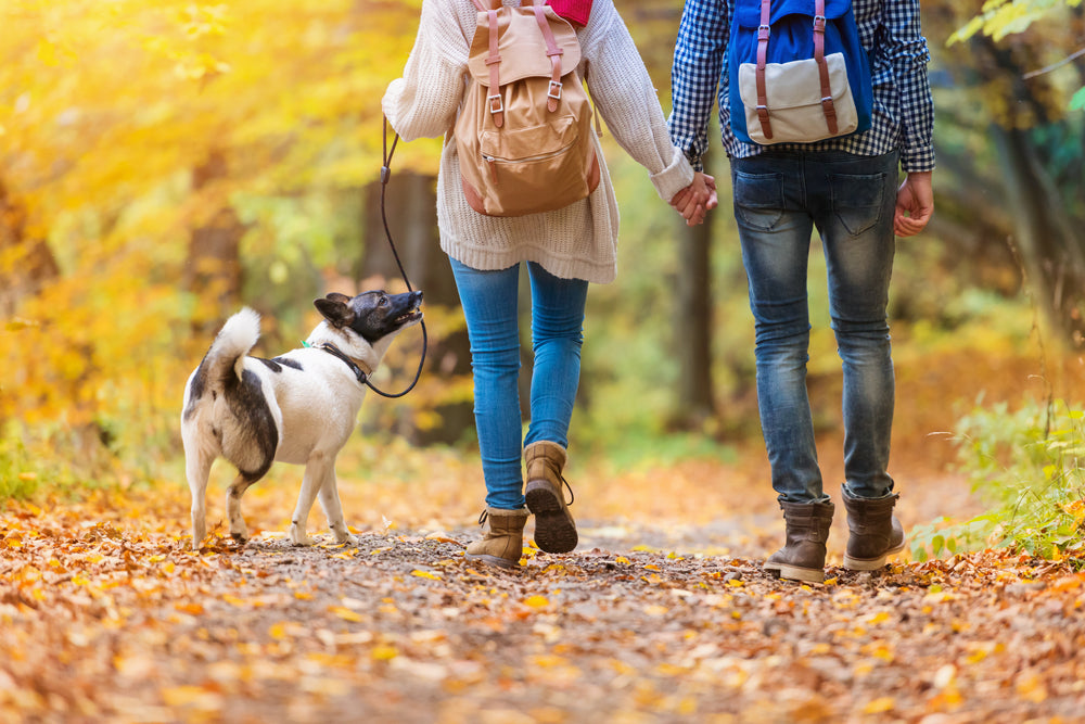 4 Reasons You Need to Go for a Walk